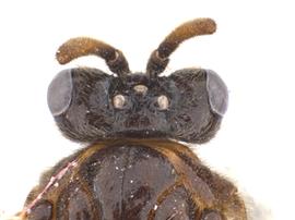   Aprosthema  sp. female dorsal view of head and partial thorax;nbsp;photo by J. Orr, WSDA 
