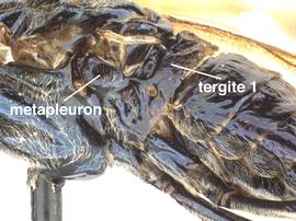   Arge  sp. lateral view of fused first tergite with the lateral pleura, a trait of Argidae and Pergidae; photo by J. Orr, WSDA 
