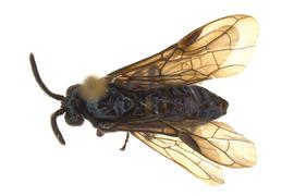   Arge  sp. male dorsal habitus; photo by J. Orr, WSDA 
