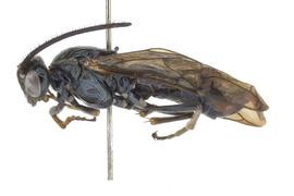   Arge  sp. male lateral habitus; photo by J. Orr, WSDA 
