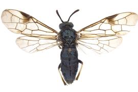   Arge sparta  female dorsal habitus; photo by J. Orr, WSDA 
