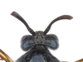   Arge sparta  female dorsal view of head and partial thorax; photo by J. Orr, WSDA 
