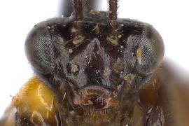   Atomacera  sp. female face; photo by J. Orr, WSDAnbsp; 
