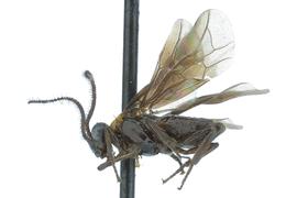   Atomacera  sp. male lateral habitus; photo by J. Orr, WSDA 
