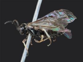   Birka nordicanbsp; female lateral habitus; photo by J. Orr, WSDA 
