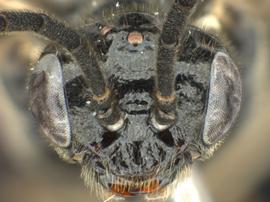   Birka nordicanbsp; female face; photo by Q. Baine, WSDA 
