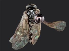   Birka nordica nbsp;male dorsal habitus; photo by J. Orr, WSDA 
