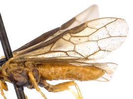   Brachythops flavensnbsp; fore wing; photo by J. Orr, WSDA 
