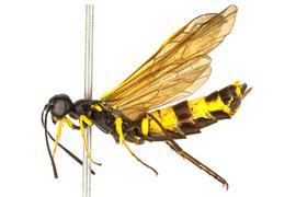   Calameuta clavata nbsp;female lateral habitus; photo by J. Orr, WSDA 
