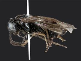   Caliroa cerasi nbsp;female lateral habitus; photo by J. Orr, WSDA 
