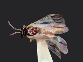   Caulocampus acericaulis  female dorsal habitus; photo by J. Orr, WSDA 
