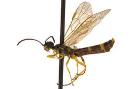   Cephus cinctus nbsp;male lateral habitus; photo by J. Orr, WSDA 
