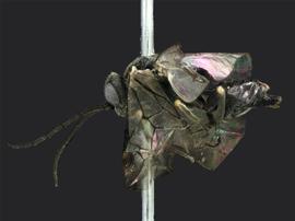   Claremontia typica nbsp;female lateral habitus; photo by J. Orr, WSDA 
