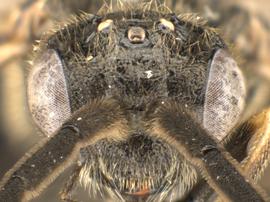   Claremontia typica  male face; photo by Q. Baine, WSDA 
