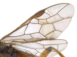   Dimorphopteryx virginicus  wings; photo by J. Orr, WSDA 
