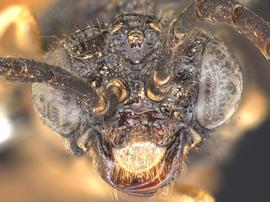   Dimorphopterx virginicus nbsp;female facenbsp;photo by Q. Baine, WSDA 
