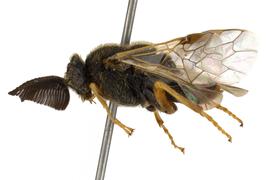   Diprion similis nbsp;male lateral habitus; photo by J. Orr, WSDA 
