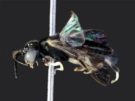   Eriocampa juglandisnbsp; male lateral habitus; photo by J. Orr, WSDA 
