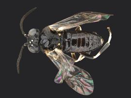   Eriocampa juglandis nbsp;male dorsal habitus; photo by Q. Baine, WSDA 
