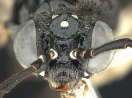   Eriocampa juglandisnbsp; male face; photo by Q. Baine, WSDA 
