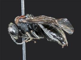   Eriocampa ovatanbsp; female lateral habitus; photo by J. Orr, WSDA 
