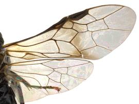   Eriocampa ovatanbsp; wings; photo by P. Jones, WSDA 
