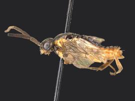   Euura ribesiinbsp; male lateral habitus; photo by Q. Baine, WSDA 
