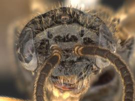   Fenella  sp.nbsp;female face; photo by Q. Baine, WSDA 
