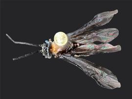   Haymatus blassus nbsp;female dorsal habitus; photo by J. Orr, WSDA 
