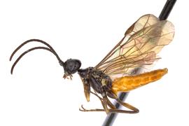   Janus rufiventris nbsp;male lateral habitus; photo by J. Orr, WSDA 
