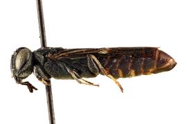   Kulcania mexicanus  male lateral habitus; photo by Q. Baine, WSDA 
