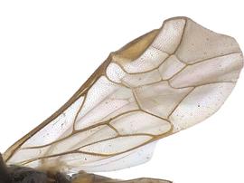   Kerita atiranbsp; fore wing; photo by J. Orr, WSDA 
