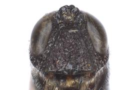   Kulcania tomentosa  male face; photo by Q. Baine, WSDA 
