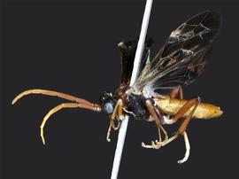   Leucopelmonus annulicornisnbsp; male lateral habitus; photo by J. Orr, WSDA 
