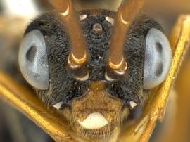   Leucopelmonus annulicornisnbsp; male face; photo by Q. Baine, WSDA 
