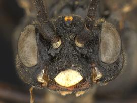   Macremphytus tarsatusnbsp; female face; photo by Q. Baine, WSDA 
