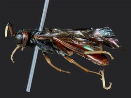   Macremphytus lovettinbsp; male lateral habitus; photo by J. Orr, WSDA 
