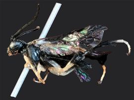   Macrophya flavicoxaenbsp; male lateral habitus; photo by J. Orr, WSDA 
