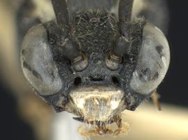   Macrophya flavicoxaenbsp; male face; photo by Q. Baine, WSDA 
