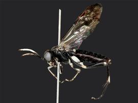   Macrophya oregona  female lateral habitus; photo by J. Orr, WSDA 
