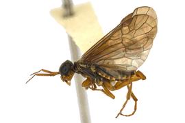   Macroxyela ferruginea  male lateral habitus; photo by J. Orr, WSDA 
