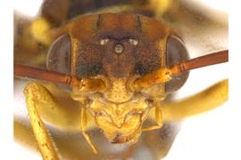   Megaxyela major  female face; photo by Q. Baine, WSDA 
