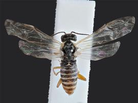   Monsoma pulveratumnbsp; fe?male dorsal habitus; photo by J. Orr, WSDA 
