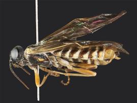   Monsoma pulveratumnbsp; fe?male lateral habitus; photo by J. Orr, WSDA 
