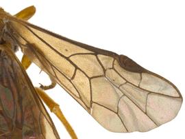   Monostegia abdominalisnbsp; fore wing; photo by P. Jones, WSDA 
