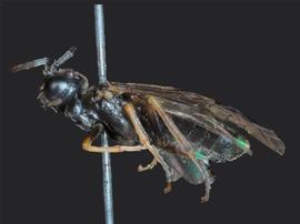   Monostegia nigranbsp; ?male lateral habitus; photo by J. Orr, WSDA 
