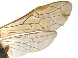   Monsoma pulveratumnbsp; wings; photo by P. Jones, WSDA 
