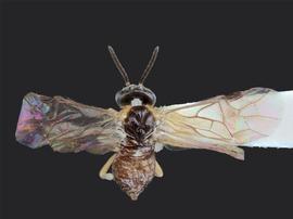   Nefusa ambigua  female dorsal habitus; photo by J. Orr, WSDA 
