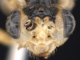   Euura oligospila nbsp;male face; photo by Q. Baine, WSDA 
