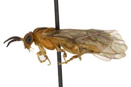   Neodiprion abietis nbsp;female lateral habitus; photo by J. Orr, WSDA 
